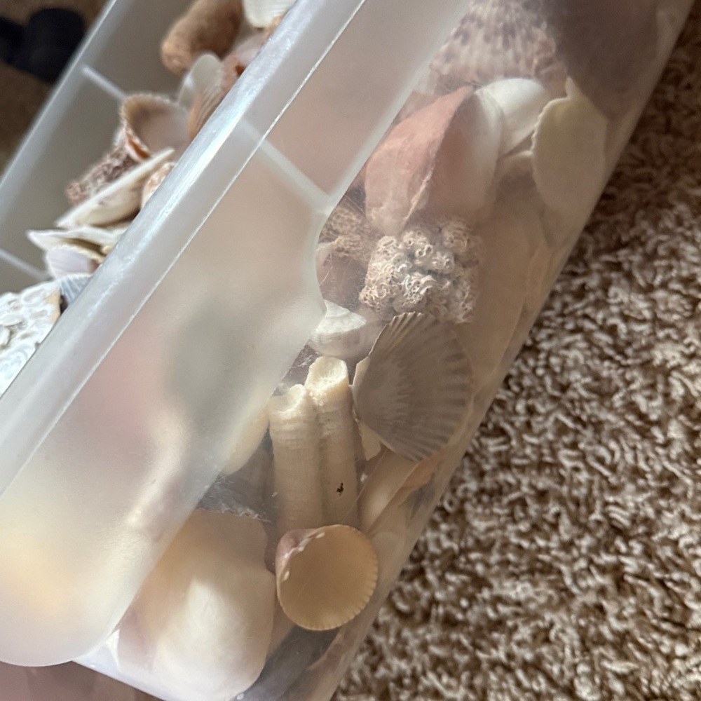 Bundle Natural Seashell Assortment 🐚🦪 - Picture 2 of 3